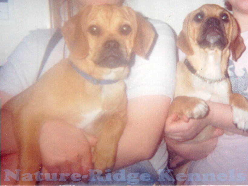 Poppy on left, Tulip on right.