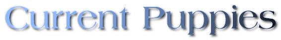 To see our current puppies, click on the buttons below.