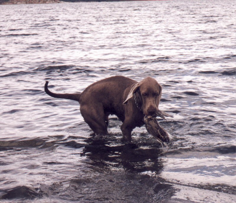 Med and i munnen