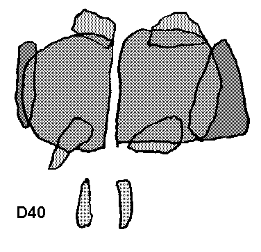 Hunebed D40 bij Emmen (Boswachterij Emmen vak 111), gemeente Emmen / Gro�steingrab D40 bei Emmen, Gemeinde Emmen / All�e couverte D40 chez Emmen, commune d'Emmen / Tumba megal�tica D40 cerca de Emmen, municipio de Emmen