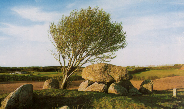 dolmen chez Stenvad en Jutlande (Jylland) / Grosteingrab bei Stenvad in Jylland / hunebed bij Stenvad in Jutland / el dolmn cerca de Stenvad en Jylland / jttestue ved Stenvad i Jylland
