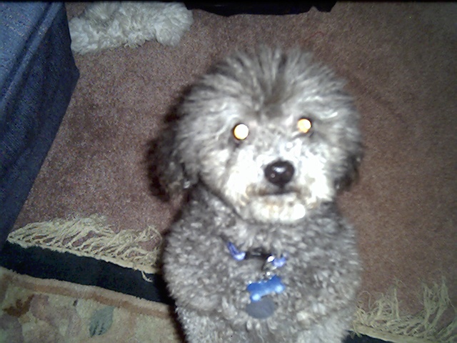 Mindi trying to reach the camera.