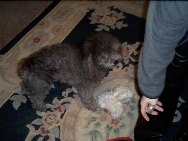 Mindi, playing with her fuzzy white... thing...