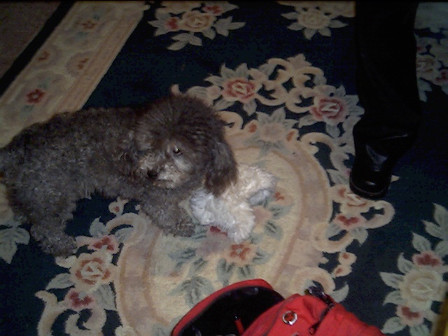 Mindi playing with her white furry toy.