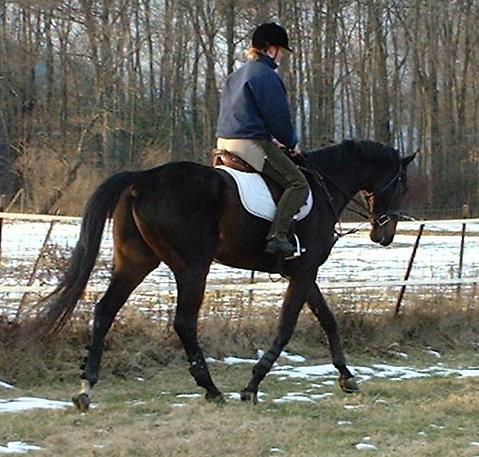 Congratulations to a farm in NH on their purchase of Serendipity for use as an event horse!