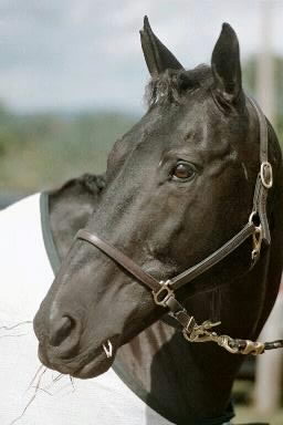 Congratulations to Harmony Hill Farm on their purchase of Dark By Design! 