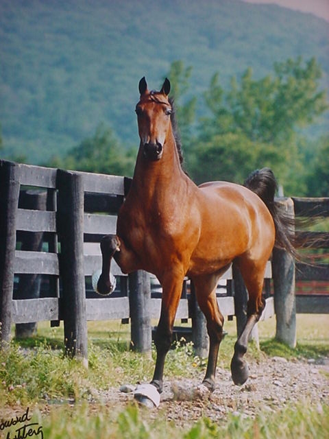 CBMF Leading Man, sold for Harry and Carolyn Sebring of Richmond, MA.