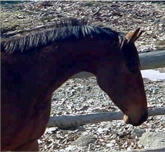 We wish good luck to Shabby Chic enjoying his days as a hunter!