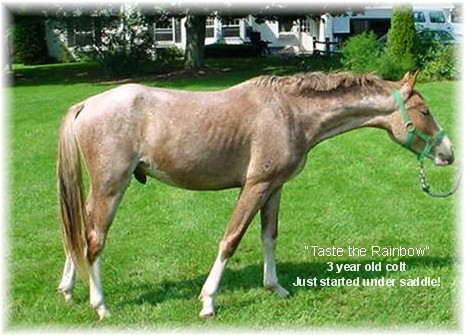 Taste the Rainbow, sold to Jennifer Winborne of Fort Worth, TX. 