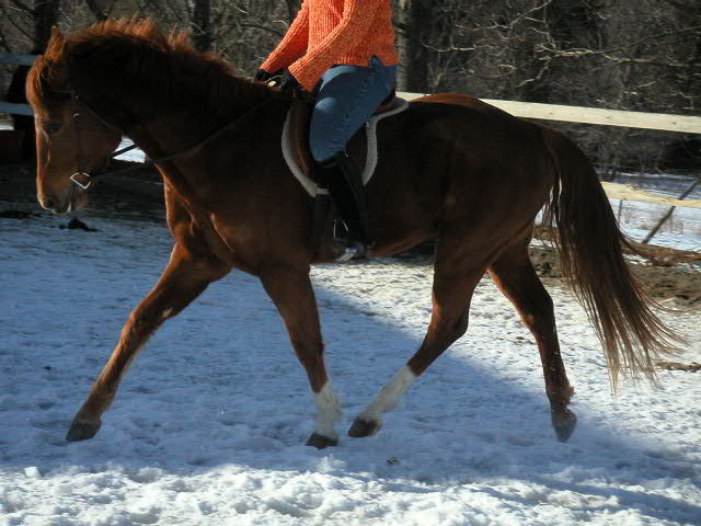 Sold for Heather Hannigan of Blandford, MA.&nbsp; Congratulations to Kathy Fenick on the purchase of Docs Kid Bruce...we hope to see them showing off in the hunter ring in the near future!!