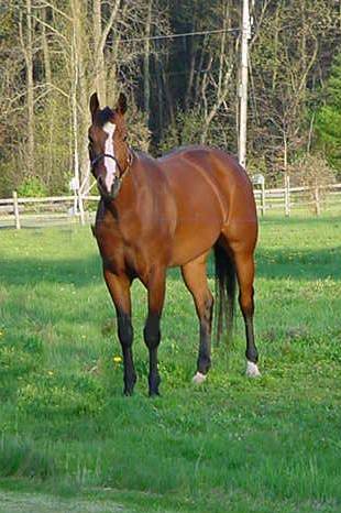 Congratulations to Tammy Brooks and her son on their purchase of Dont Skip Miss Fancy.&nbsp; We look forward to seeing them at the AQHA shows next year!