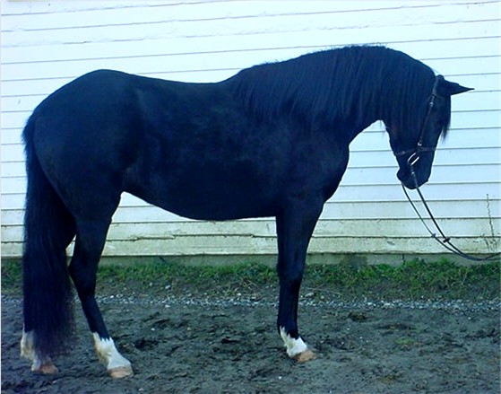 Sold for Ann Hailey of New Albany, OH.&nbsp; Congratulations to the Menzcymor family on their purchase of Dante!