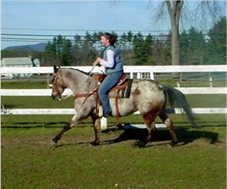 Sold for Ann Haily of New Albany, OH.&nbsp; Congratulations to Allison Bell on the purchase of Lacey.&nbsp; 