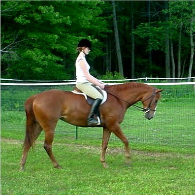 Congratulations to Jill DeGregorio on her purchase of Absolutely Tuffenuff!&nbsp; Good luck to her and "Pixie" in their future in dressage!