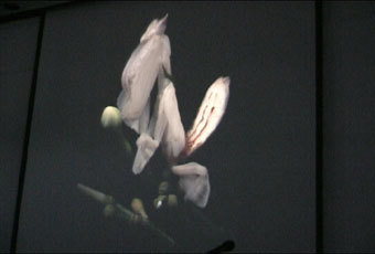 mantis1.jpg (12593 Byte)