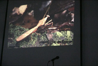 mantis2.jpg (19868 Byte)