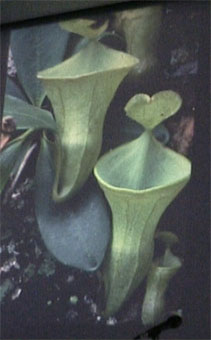 ncampanulata2.jpg (18701 Byte)