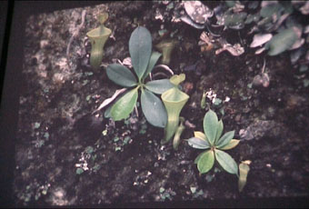 ncampanulata3.jpg (29467 Byte)