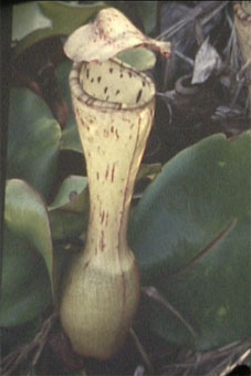 nclipeata1.jpg (20125 Byte)