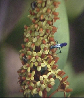 nrafflebluete.jpg (27073 Byte)