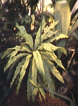 triphyorosette.jpg (33260 Byte)