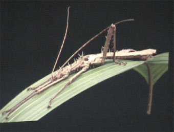 walkingstick.jpg (19954 Byte)