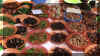 marketspices.JPG (167351 bytes)