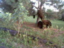 PHOTO240t.JPG