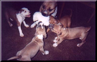 Sonya with her puppies by DJ