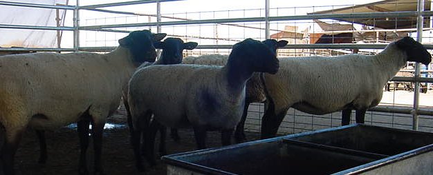 Some of the Ewes