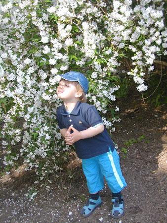 Central_Park_May_2005_2