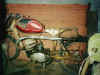 spraato.jpg (34922 tavu(a))
