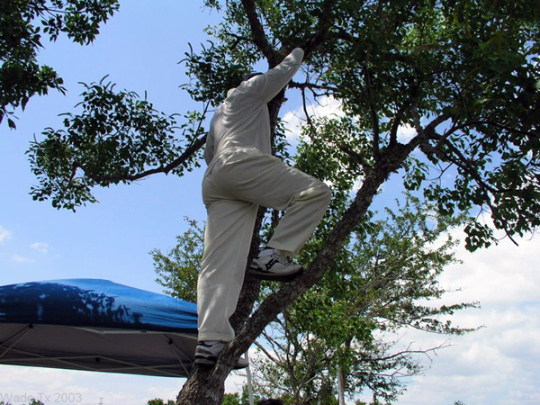 Cricketer in Tree