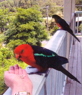 Hand feeding