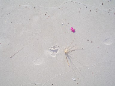 Hyams Beach