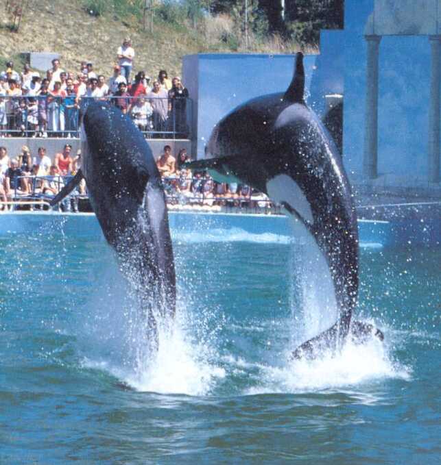 yaka(right) and vigga