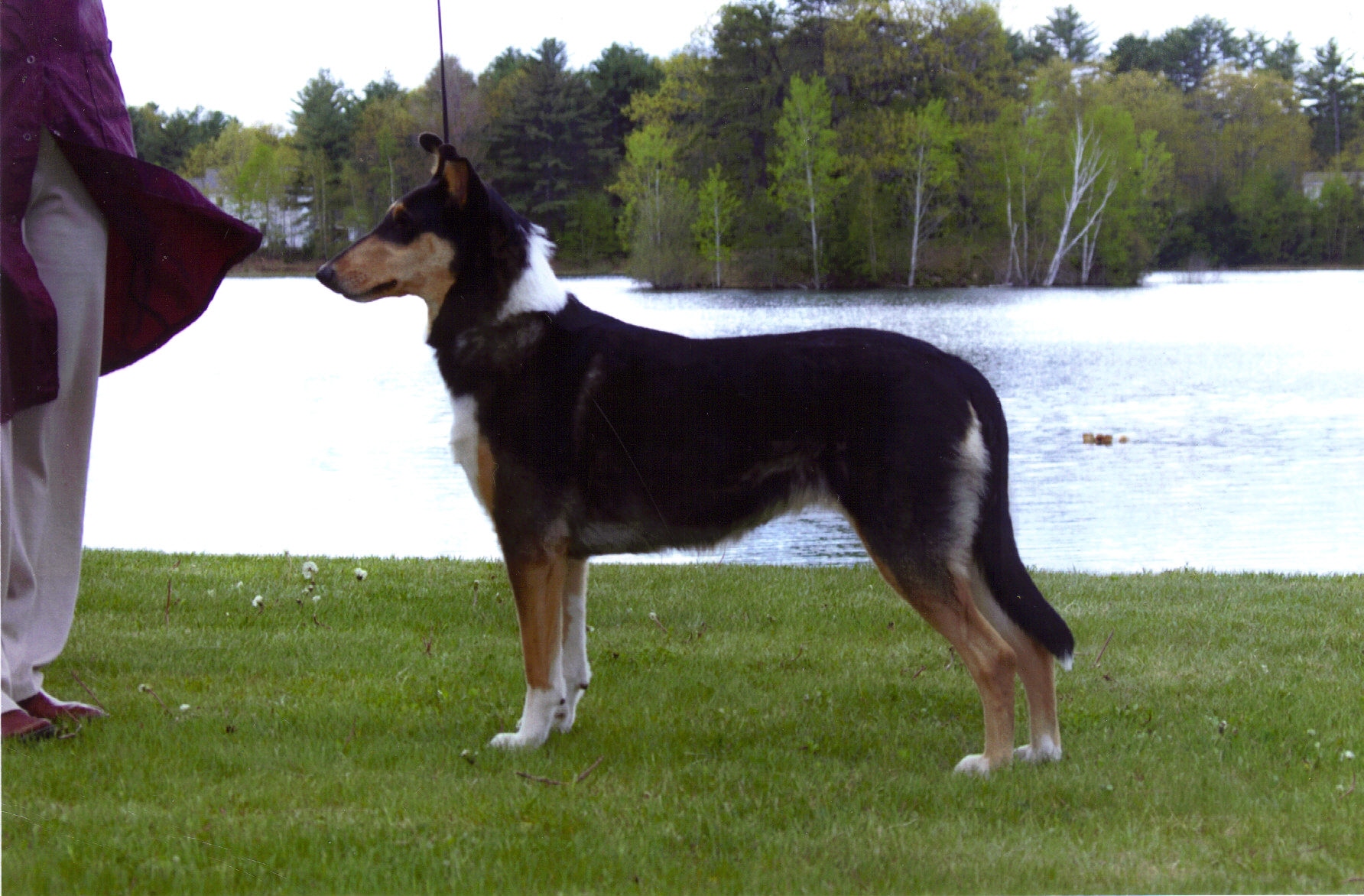 Tango Herding