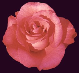 Beautiful Things Pink Rose