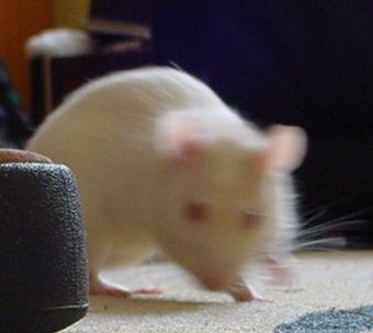 blurred rat