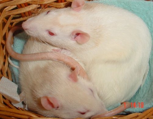 sleepy rats in basket