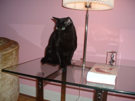 Meow!!!