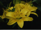 lily...