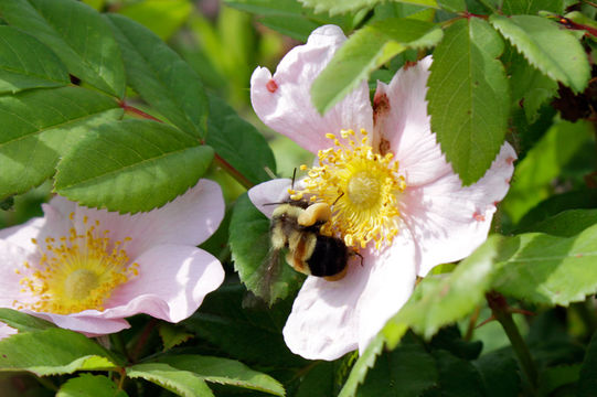 Picture of a Bombus Affinis