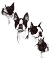 Thor, the 4-Headed Boston Terrier