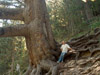 Bajkusheva mura (the tree) and me.
