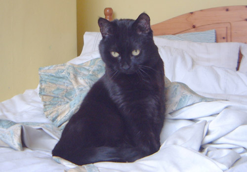 Polly on a bed