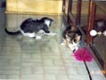 George and Gracie !