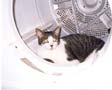 George in the dryer !