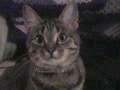 lokie lou 2 !