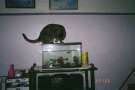 lokie lou with the fish again !